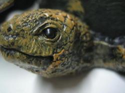 カメ灰皿　お香立て